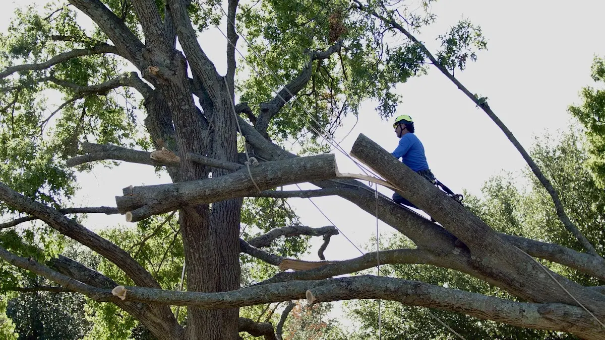 Professional Hazardous Tree Removal performed by certified arborists in Clearwater